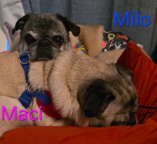 Maci, photo 7