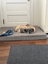 Maci - Photo 6