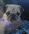 Rosie - Photo 1