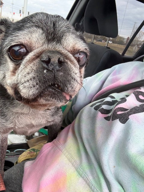 WALTER - Pug available for adoption