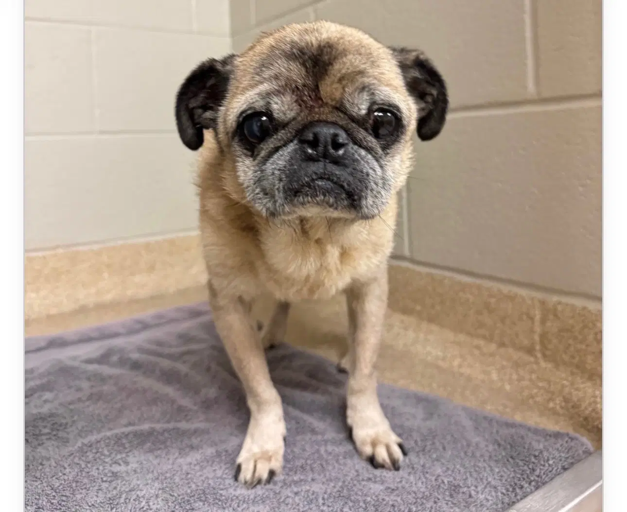 Johnny - Pug