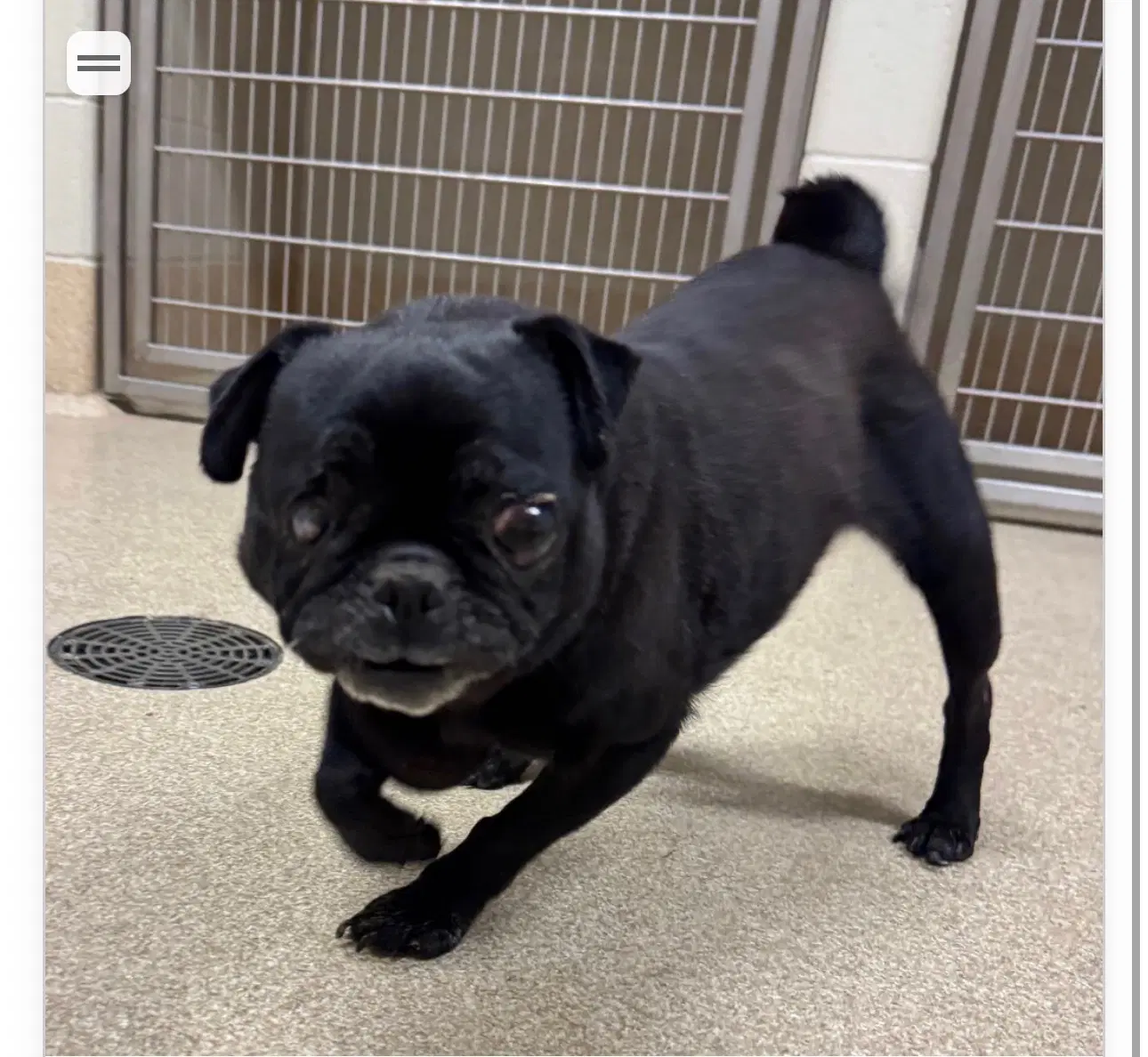June - Pug