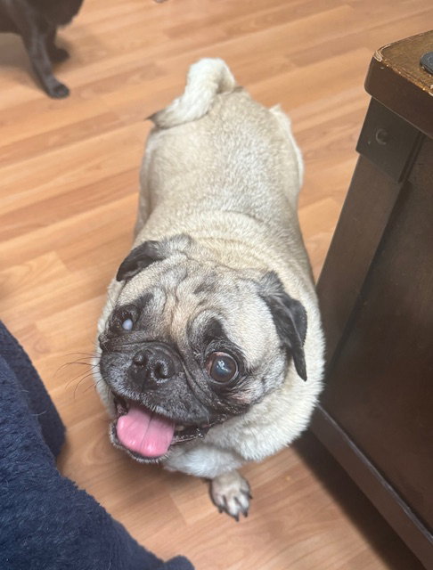 Cookie, an adoptable Pug in Indianapolis, IN