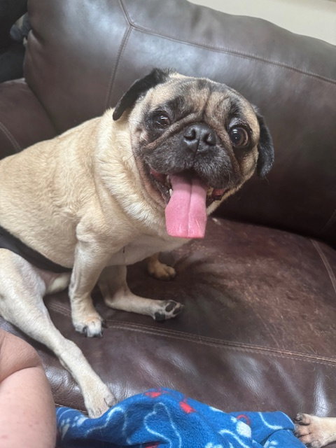 Mario, an adoptable Pug in Indianapolis, IN