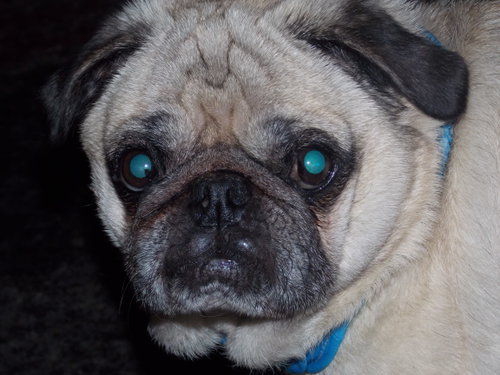 Marty, photo 2