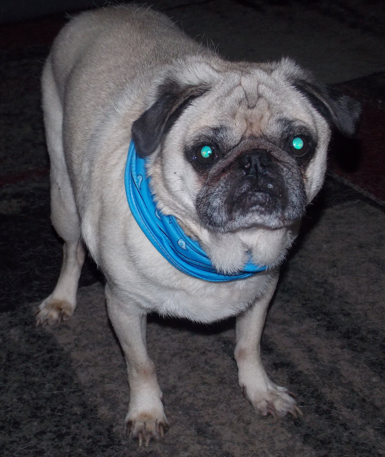 Marty, Pug