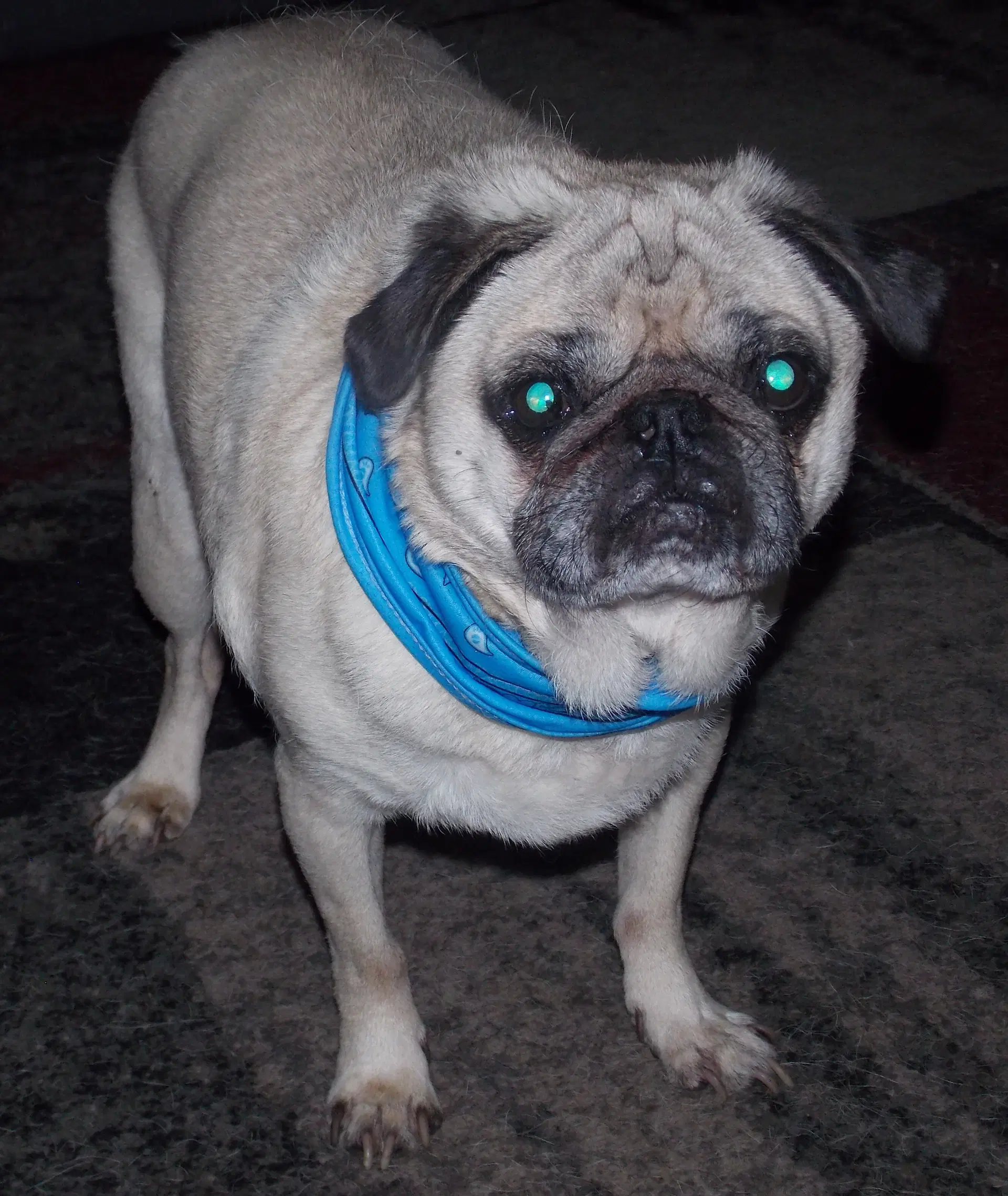 Marty - Pug