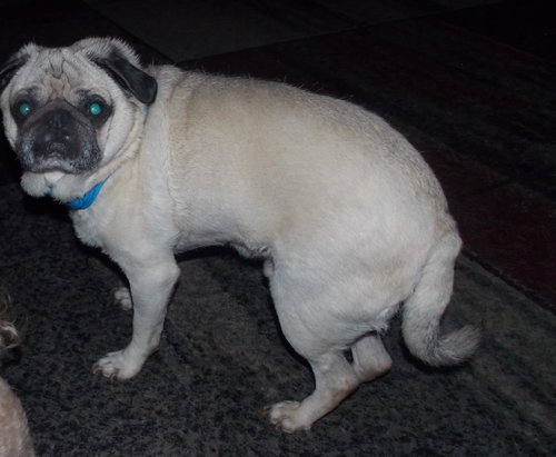 Marty, photo 4