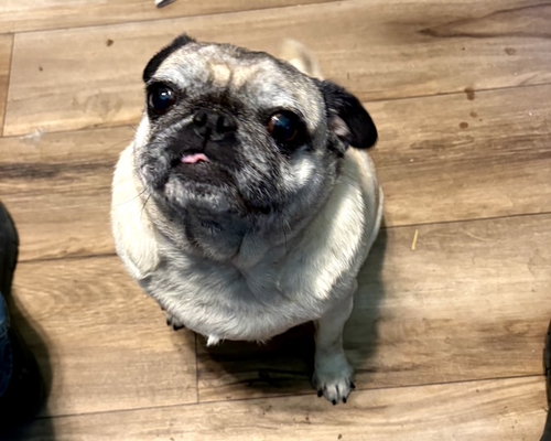 Ashoka, an adoptable Pug in Indianapolis, IN