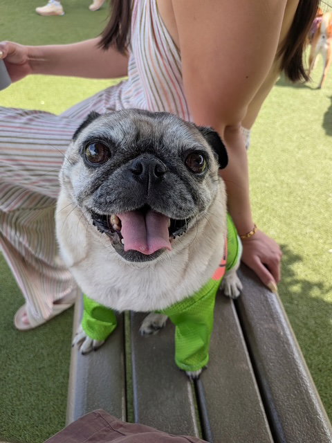 Ashoka, an adoptable Pug in Indianapolis, IN