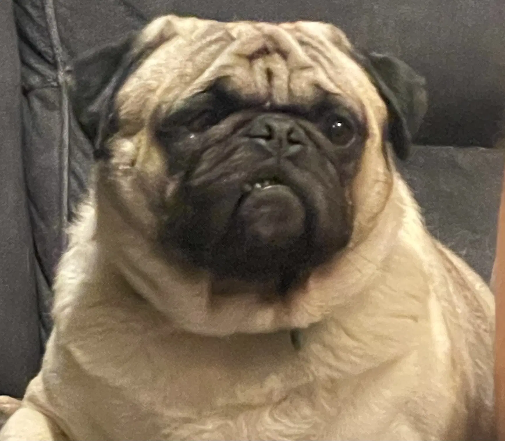 Pumba image 2