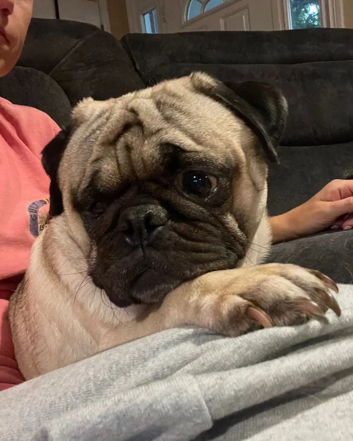 Pumba image 4