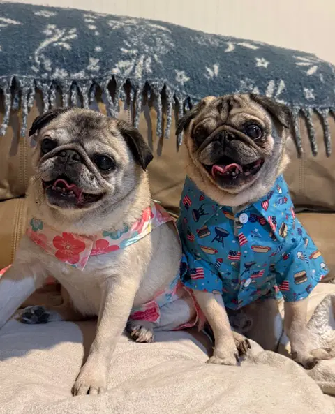 Oliver - Pug