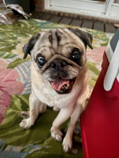 Oliver, photo 7