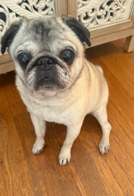 Lucy, photo 7