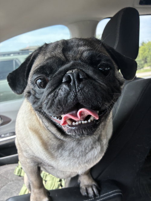 Thor, an adoptable Pug in Indianapolis, IN