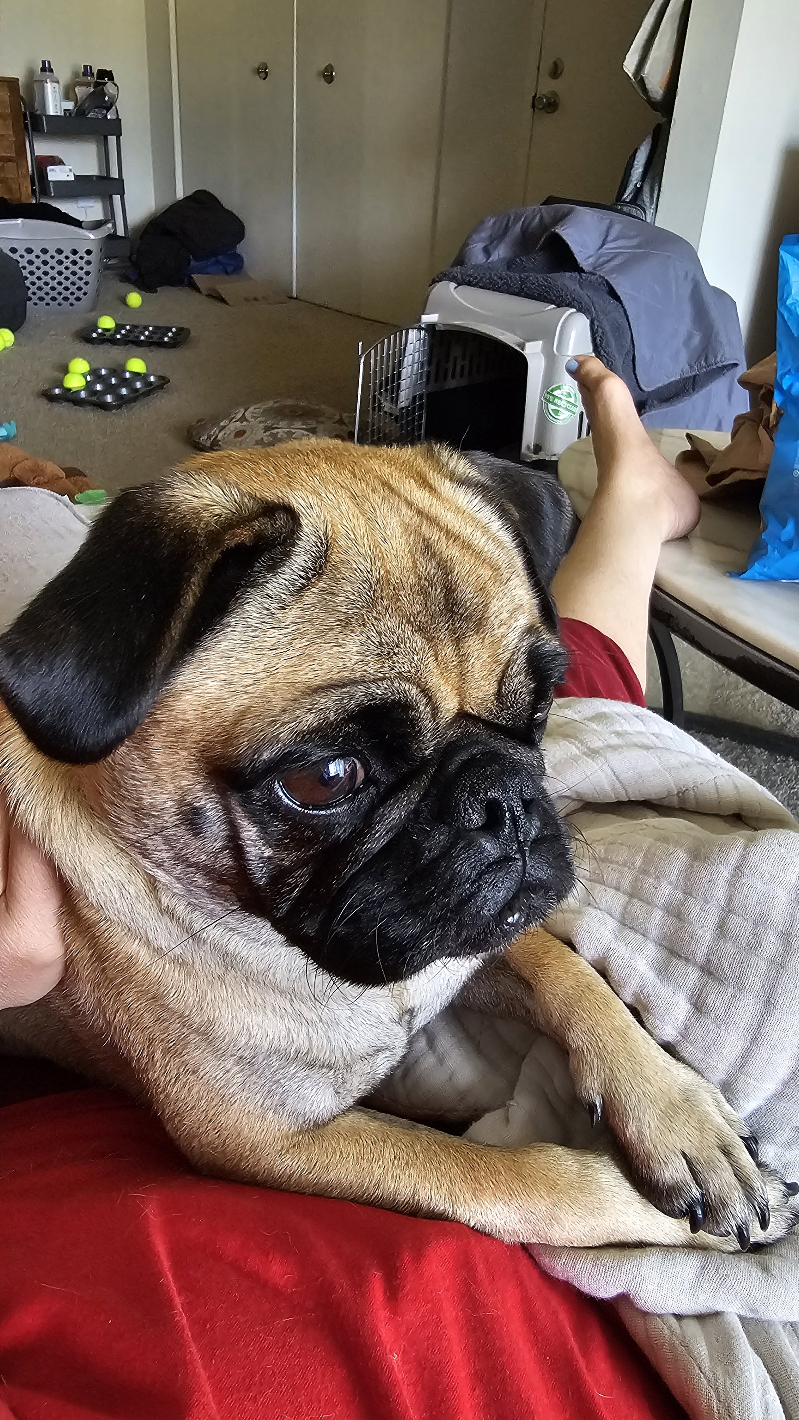 Daphne, photo 5