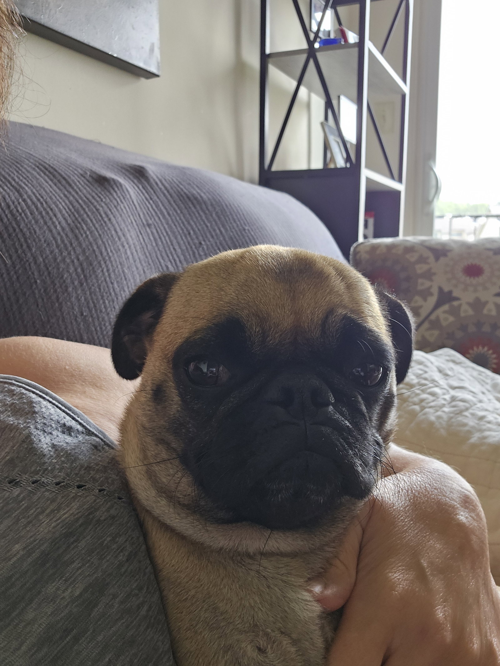 Daphne, Pug