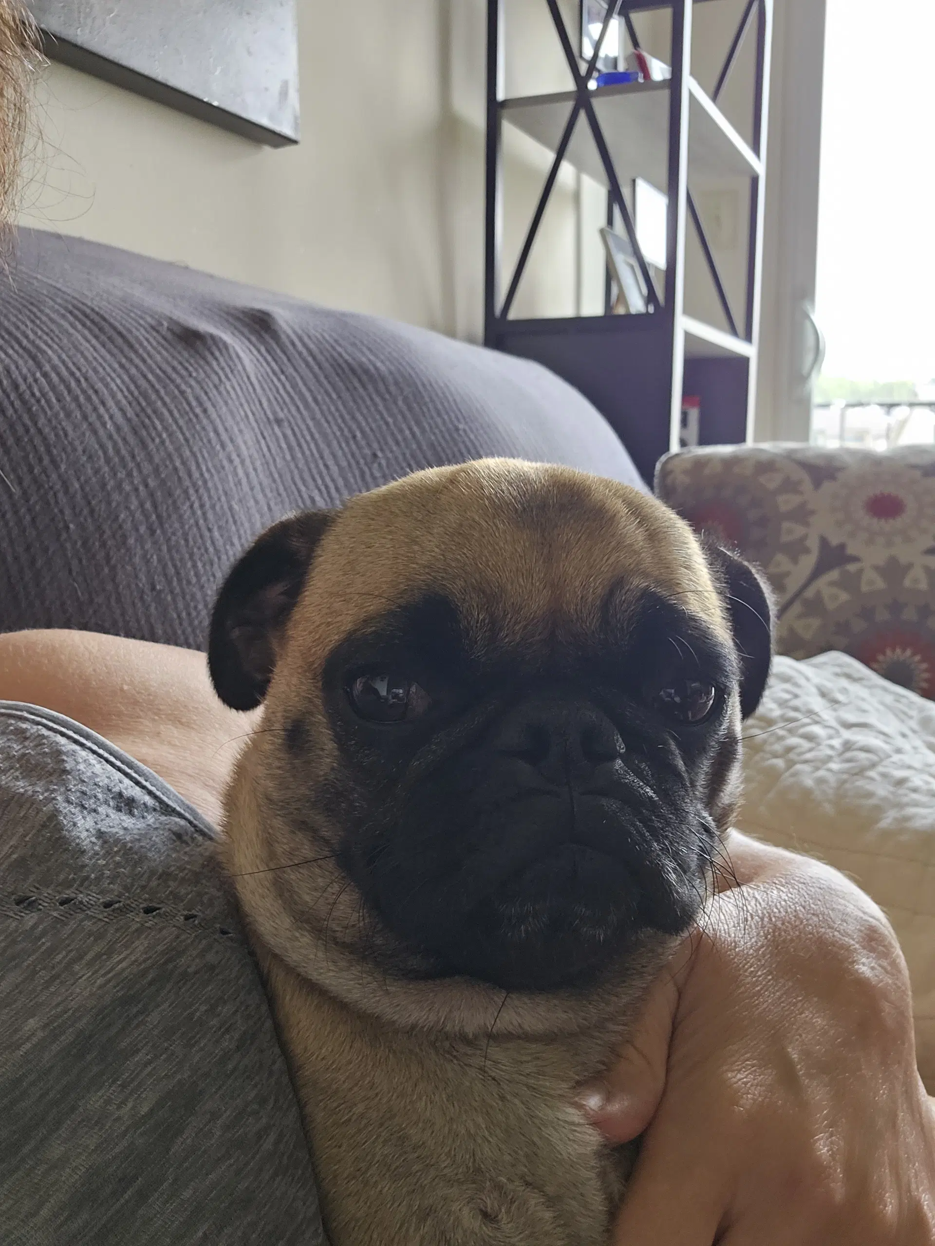 Daphne - Pug