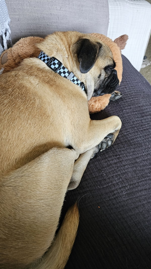 Daphne