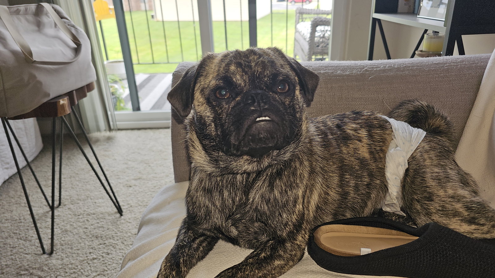 Niles, Pug