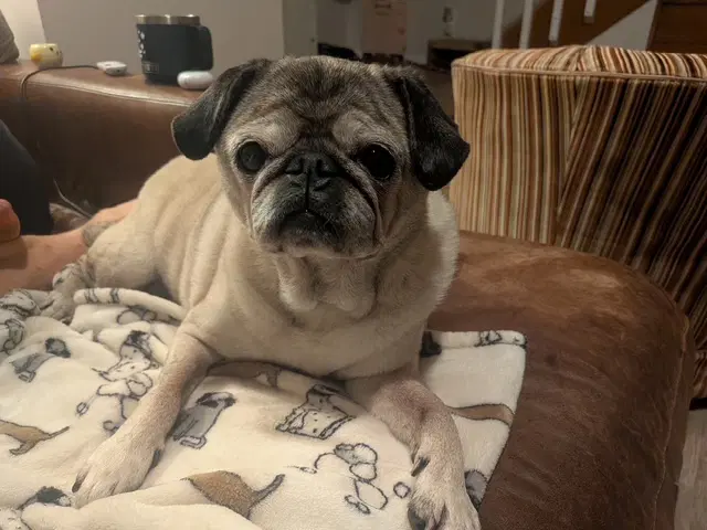 Sophie - Pug