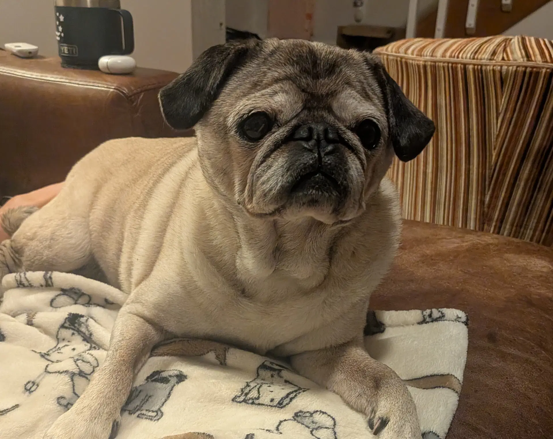 Sophie image 2