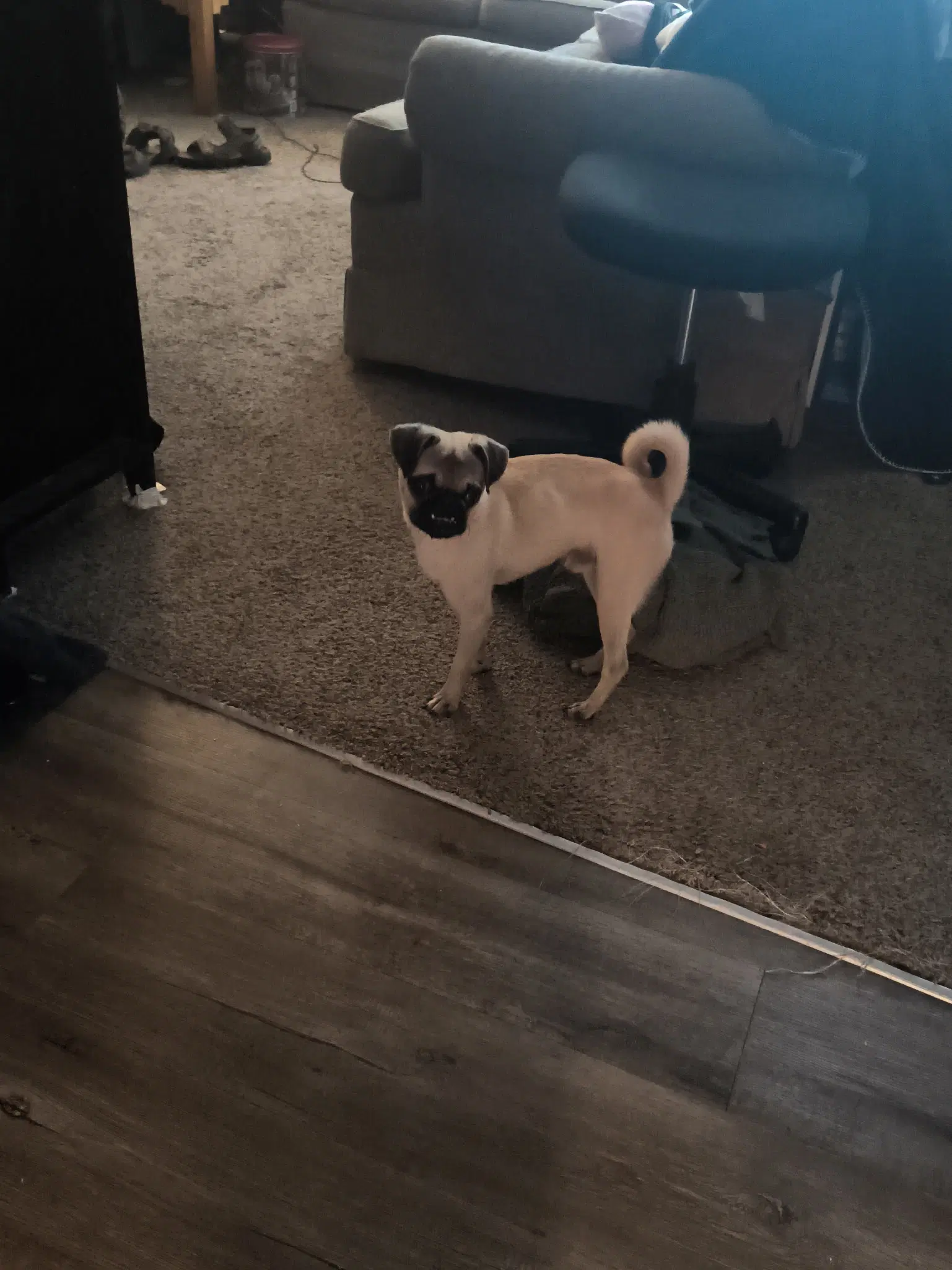 Linus image 2