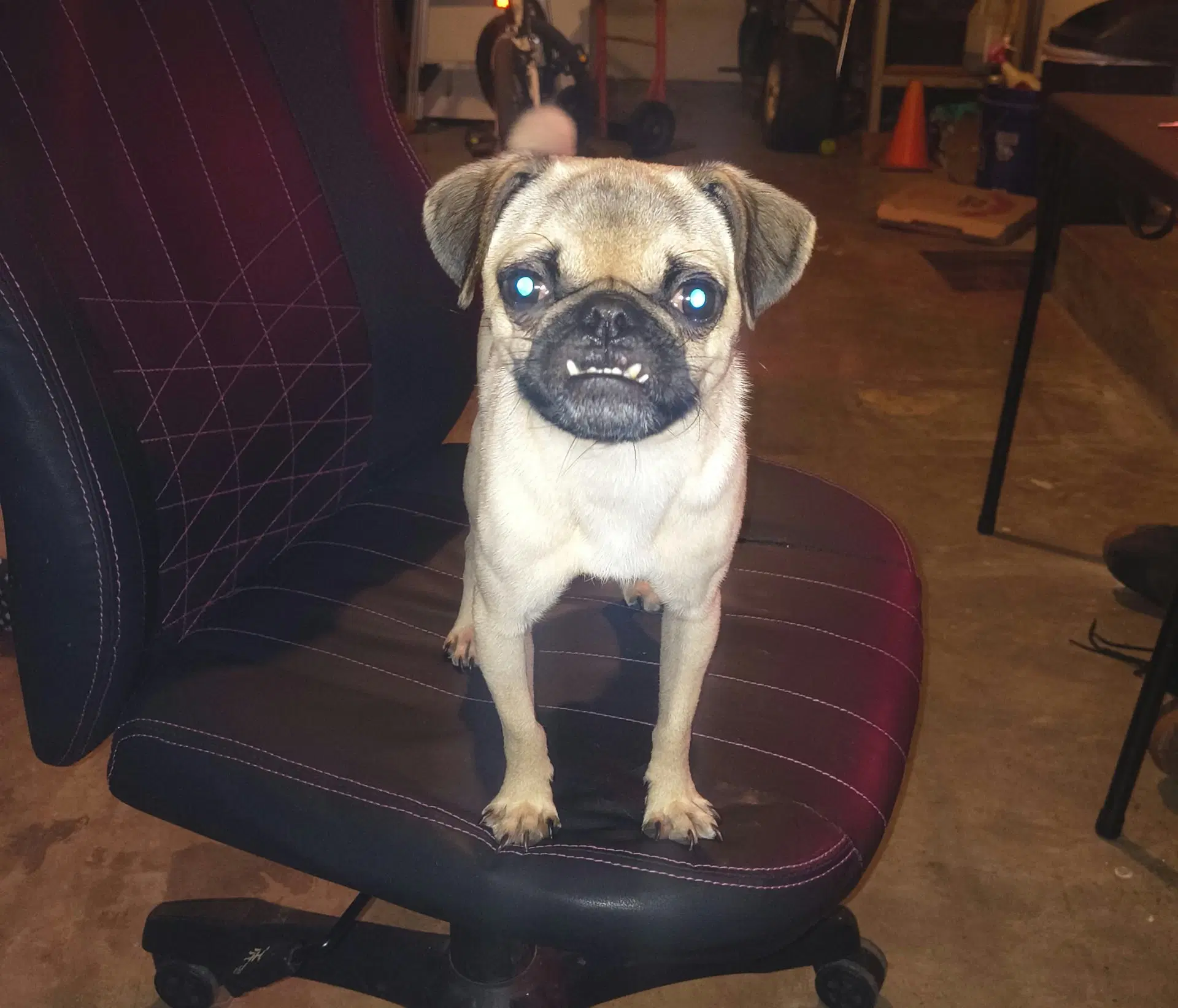 Linus image 3