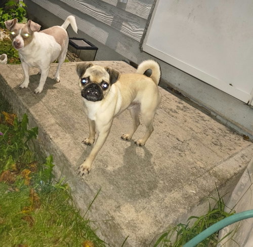 Photo 4 of Linus