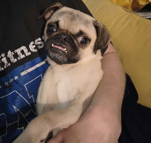 Photo 6 of Linus