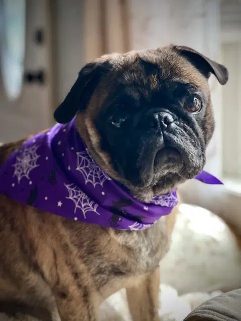 Poe image 2