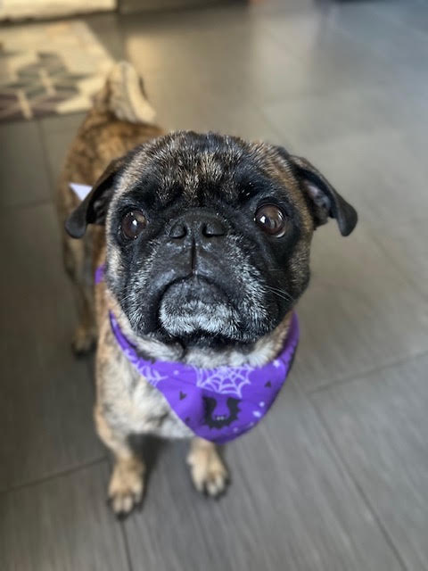 Poe