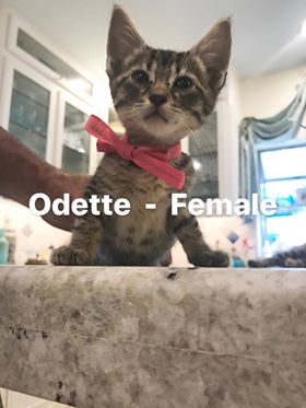 Odette