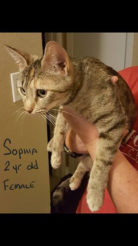 Sophia