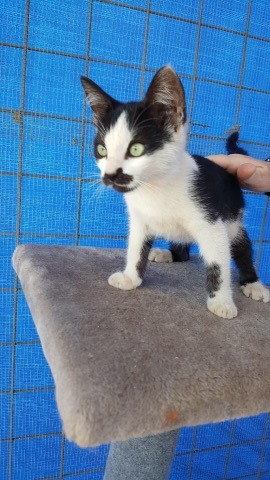 Suzanne Schuchart Cat 2*