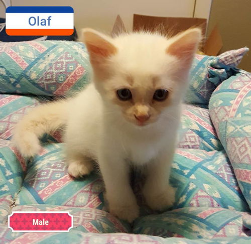 Olaf