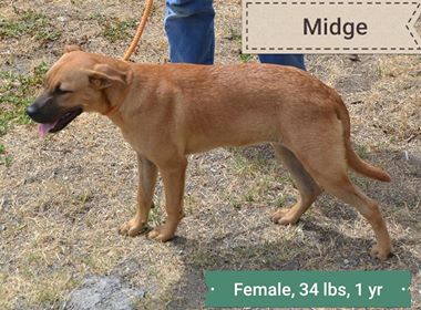 Midge