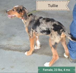 Tullie