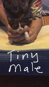 Tiny*