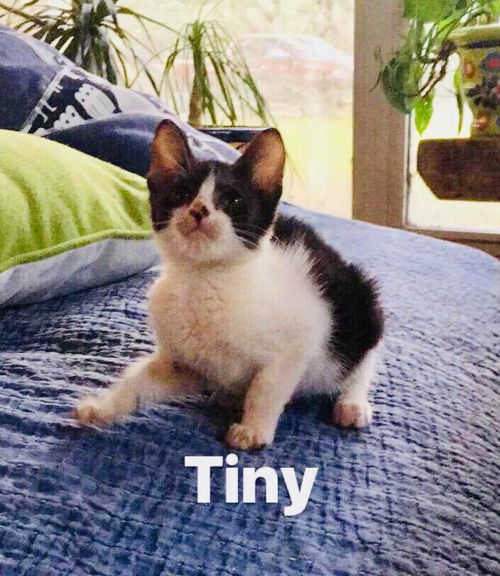 Tiny*