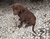 Chocolate Lab Puppy