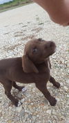 Chocolate Lab Puppy