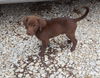 Chocolate Lab Puppy