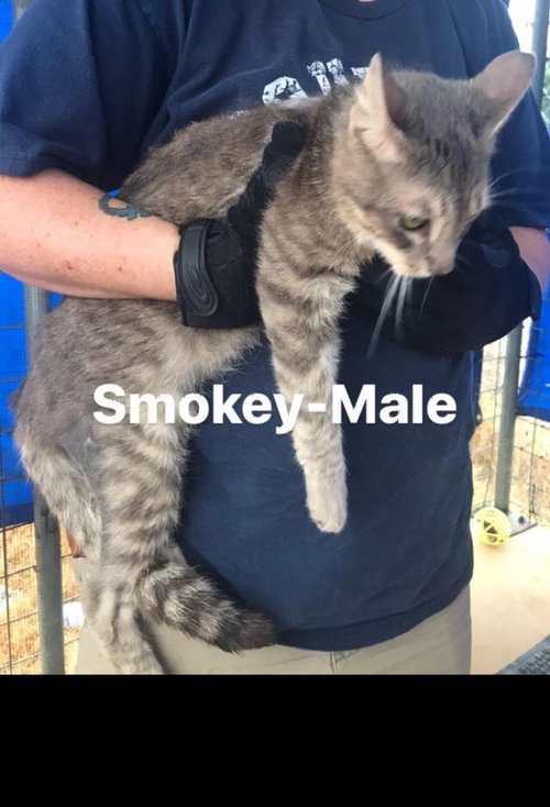 Smokey