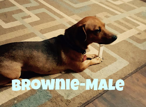 Brownie