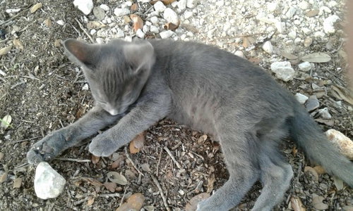 Smokey Grey Kitten 1