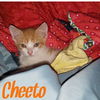 Cheeto