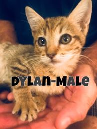 Dylan