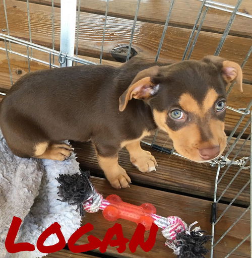 Logan